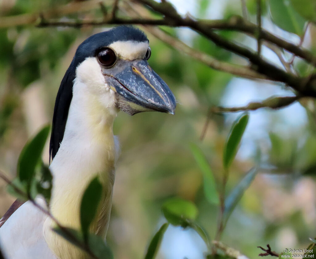 Boat-billed Heronadult