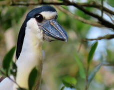 Boat-billed Heron