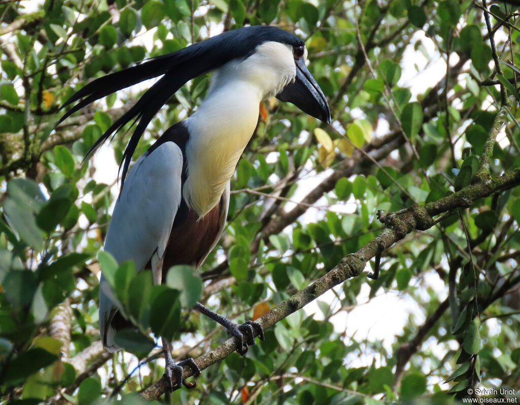 Boat-billed Heronadult