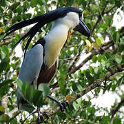 Boat-billed Heron