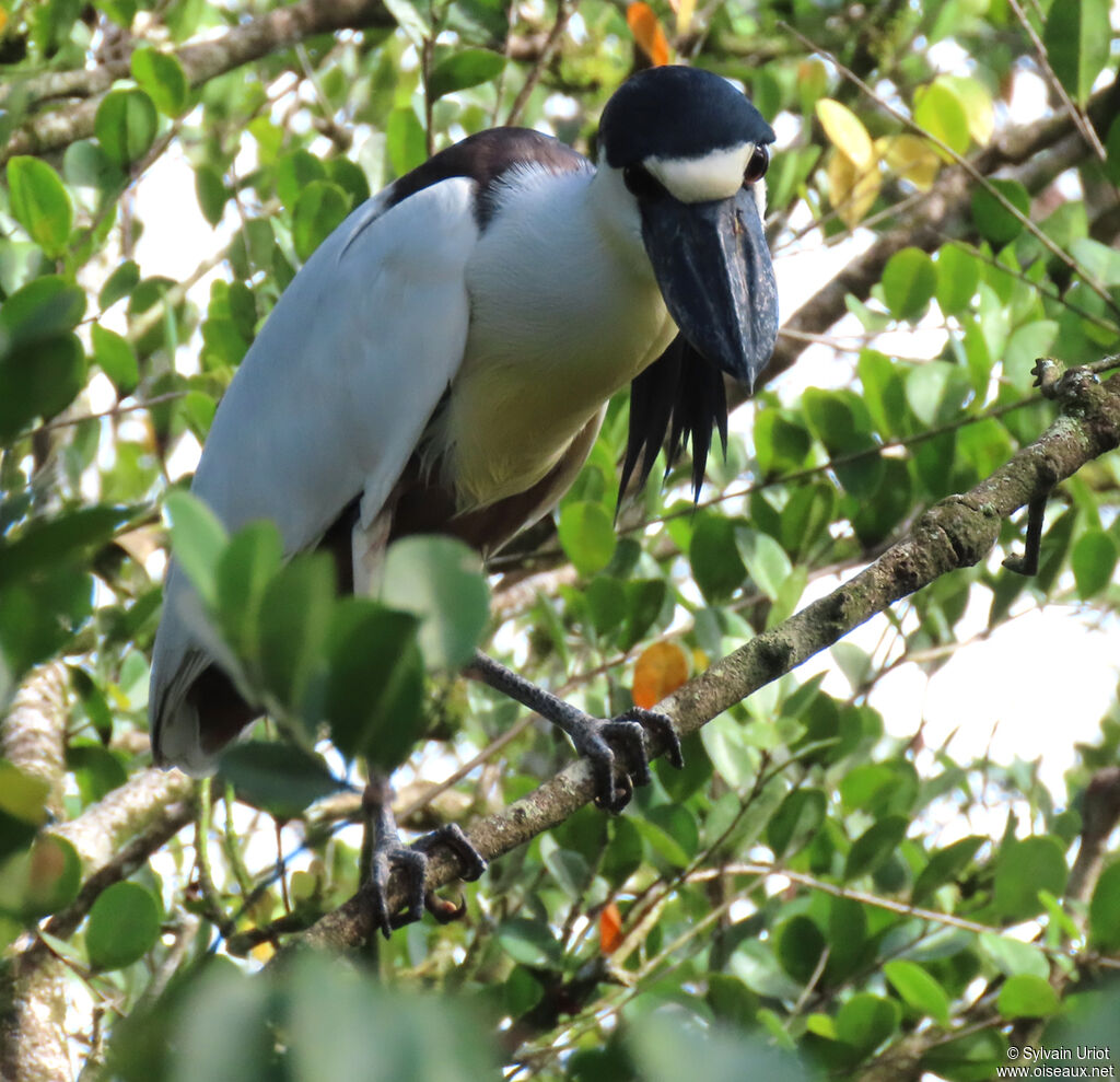 Boat-billed Heronadult