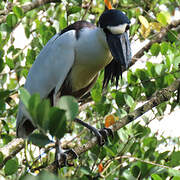 Boat-billed Heron