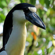 Boat-billed Heron