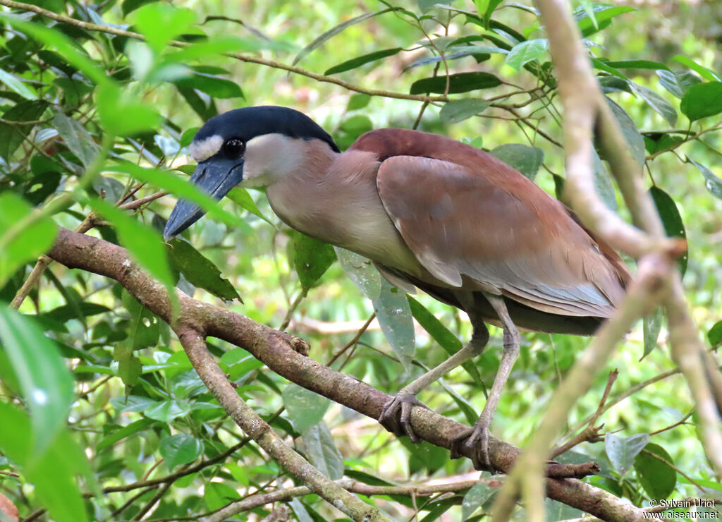 Boat-billed HeronSecond year