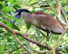 Boat-billed Heron