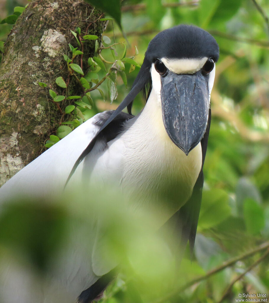 Boat-billed Heronadult breeding