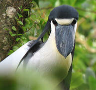 Boat-billed Heron