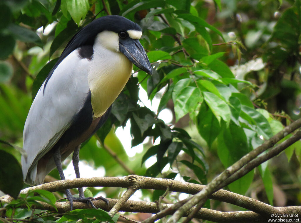 Boat-billed Heronadult breeding