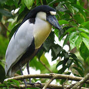 Boat-billed Heron