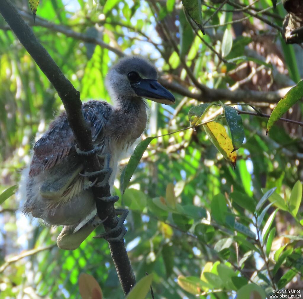 Boat-billed HeronPoussin