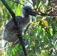 Boat-billed Heron