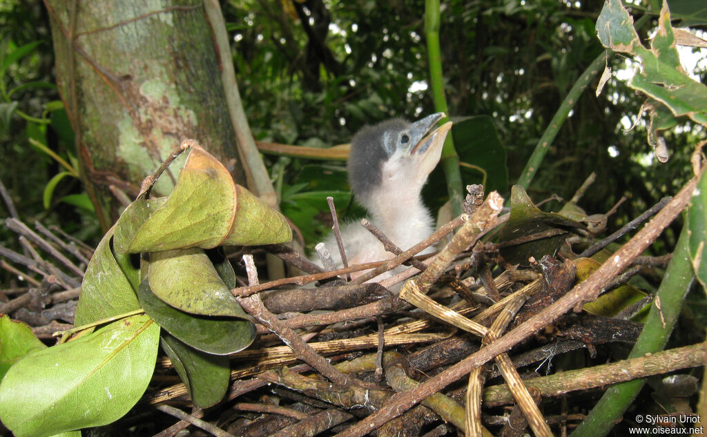 Boat-billed HeronPoussin