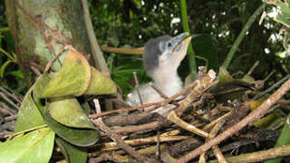 Boat-billed Heron