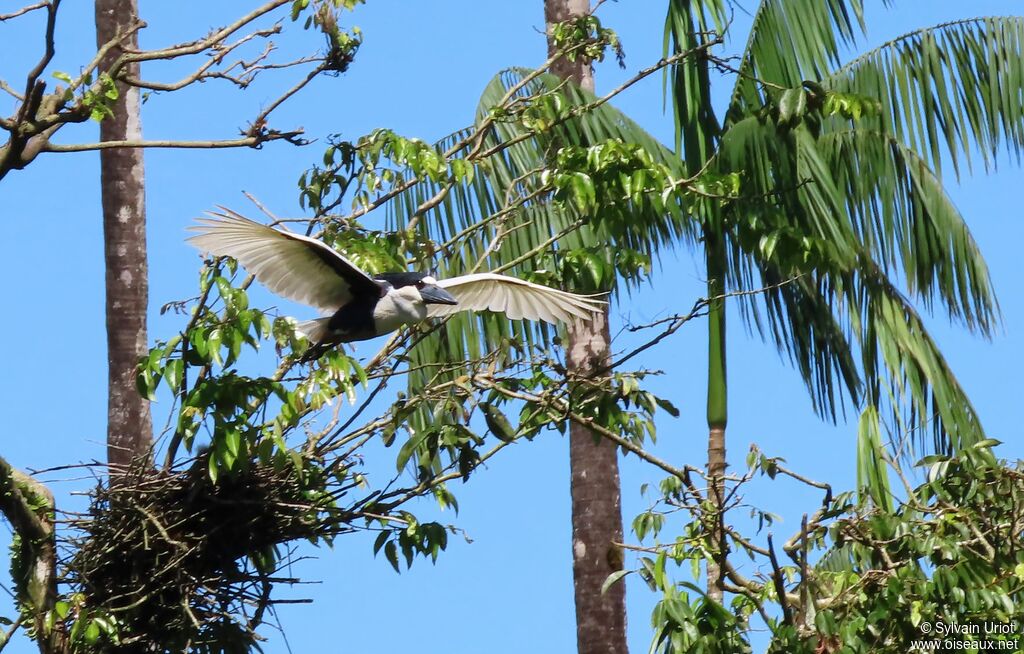 Boat-billed Heronadult