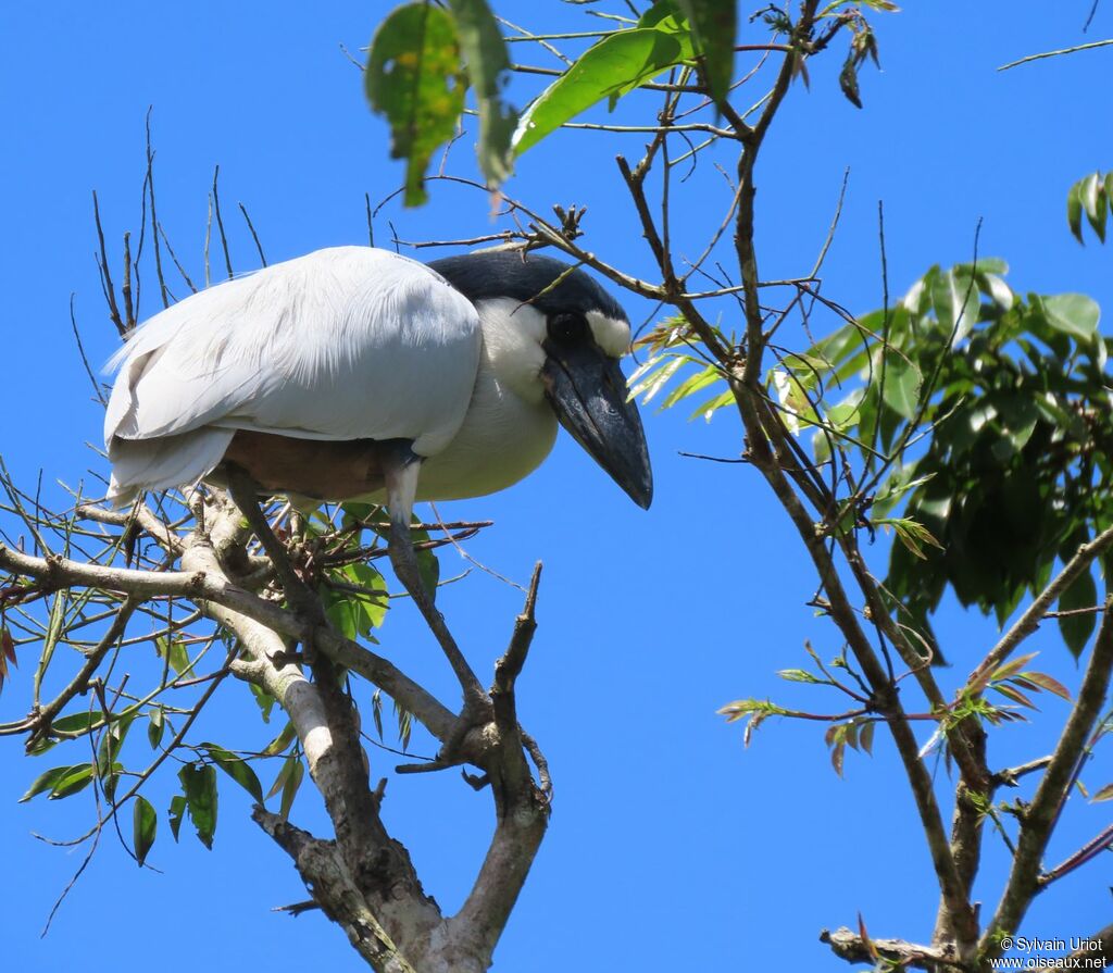 Boat-billed Heronadult