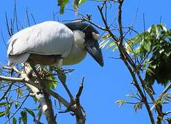 Boat-billed Heron