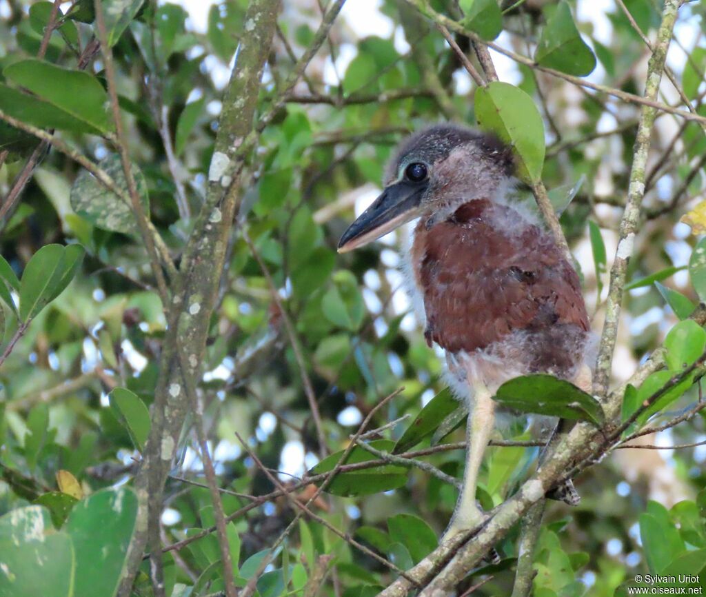 Savacou huppéPoussin