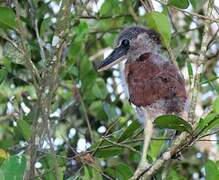 Boat-billed Heron