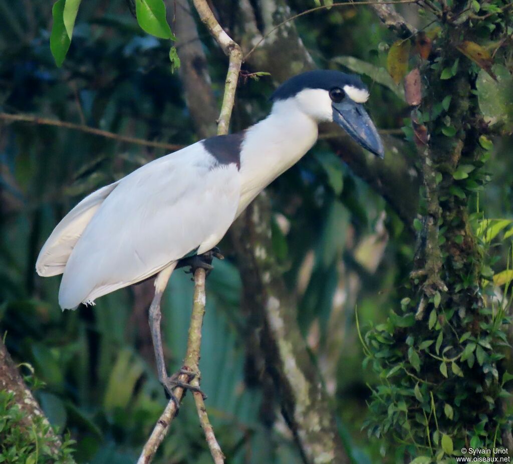 Boat-billed Heronadult