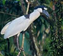 Boat-billed Heron