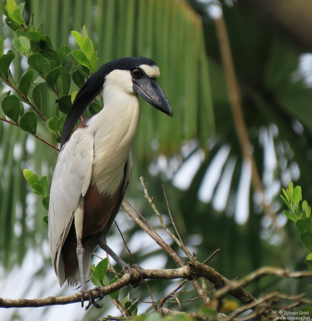 Boat-billed Heronadult