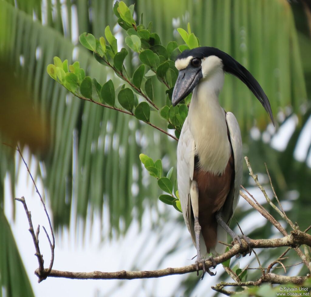 Boat-billed Heronadult