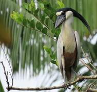 Boat-billed Heron