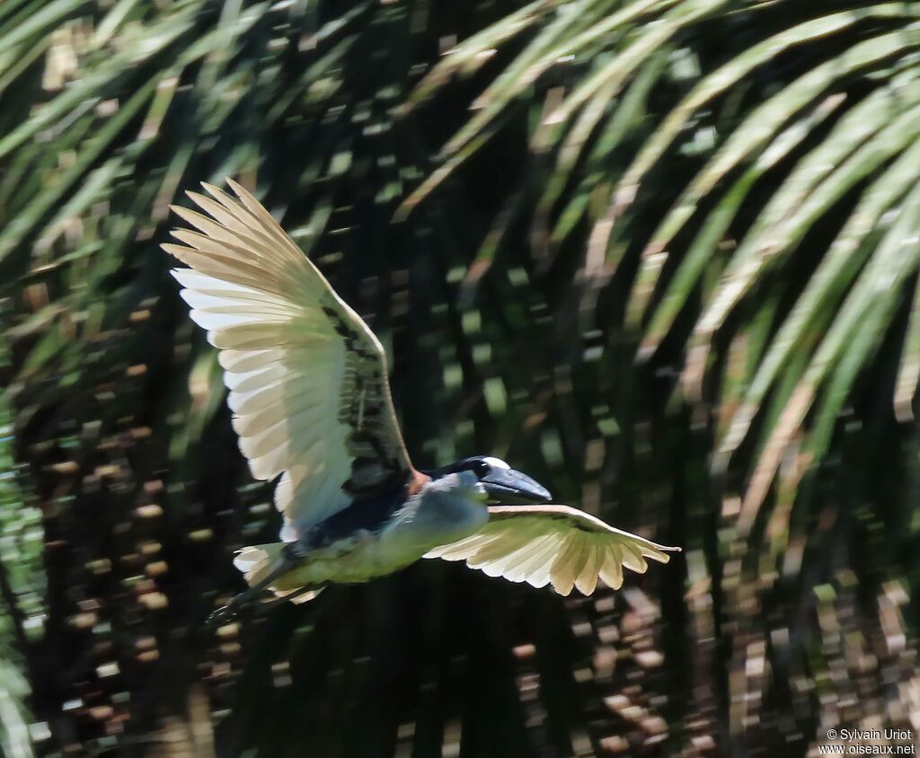 Boat-billed Heronsubadult