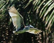 Boat-billed Heron