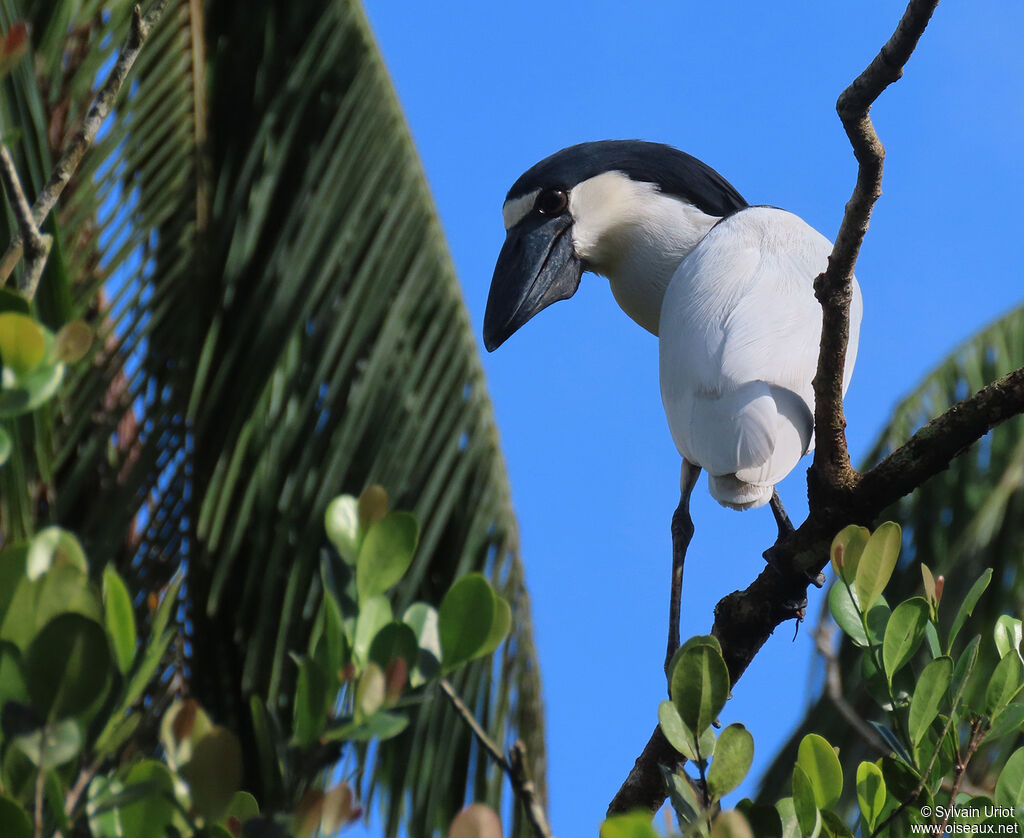 Boat-billed Heronadult