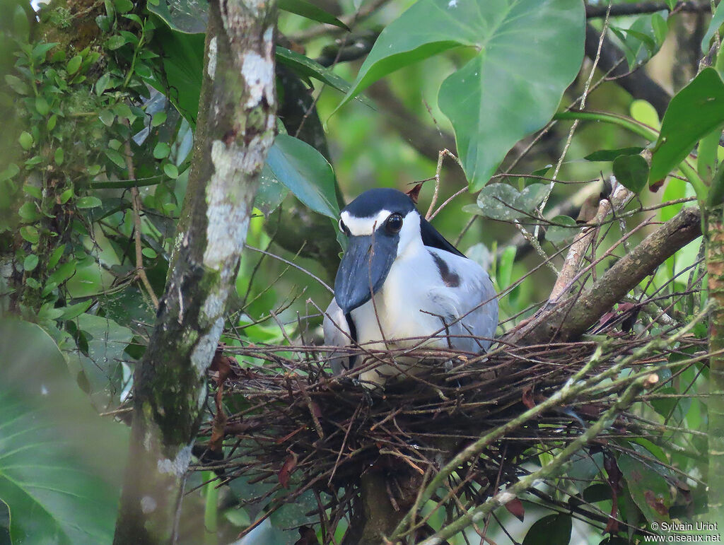 Boat-billed Heronadult