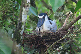 Boat-billed Heron