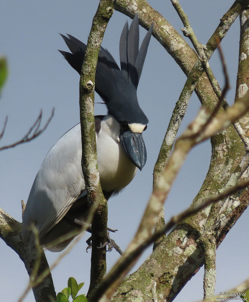 Boat-billed Heronadult