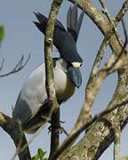 Boat-billed Heron