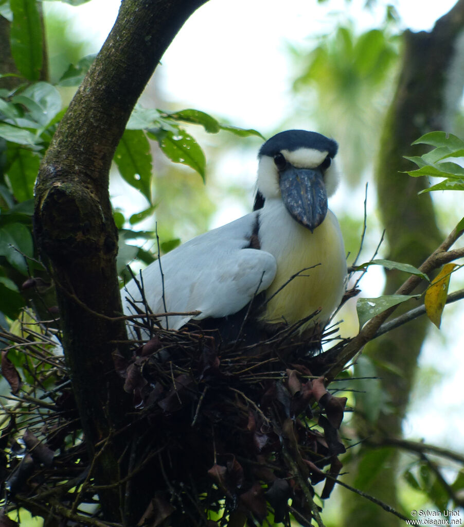 Boat-billed Heronadult, Reproduction-nesting