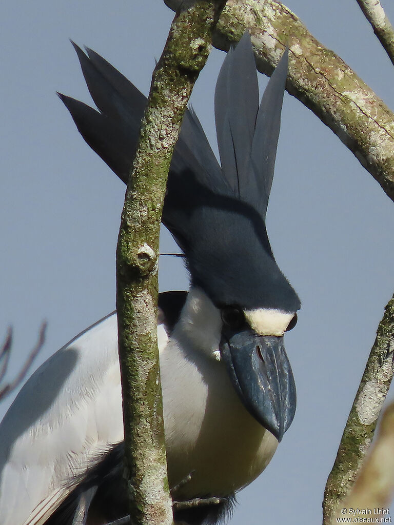 Boat-billed Heronadult