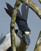 Boat-billed Heron