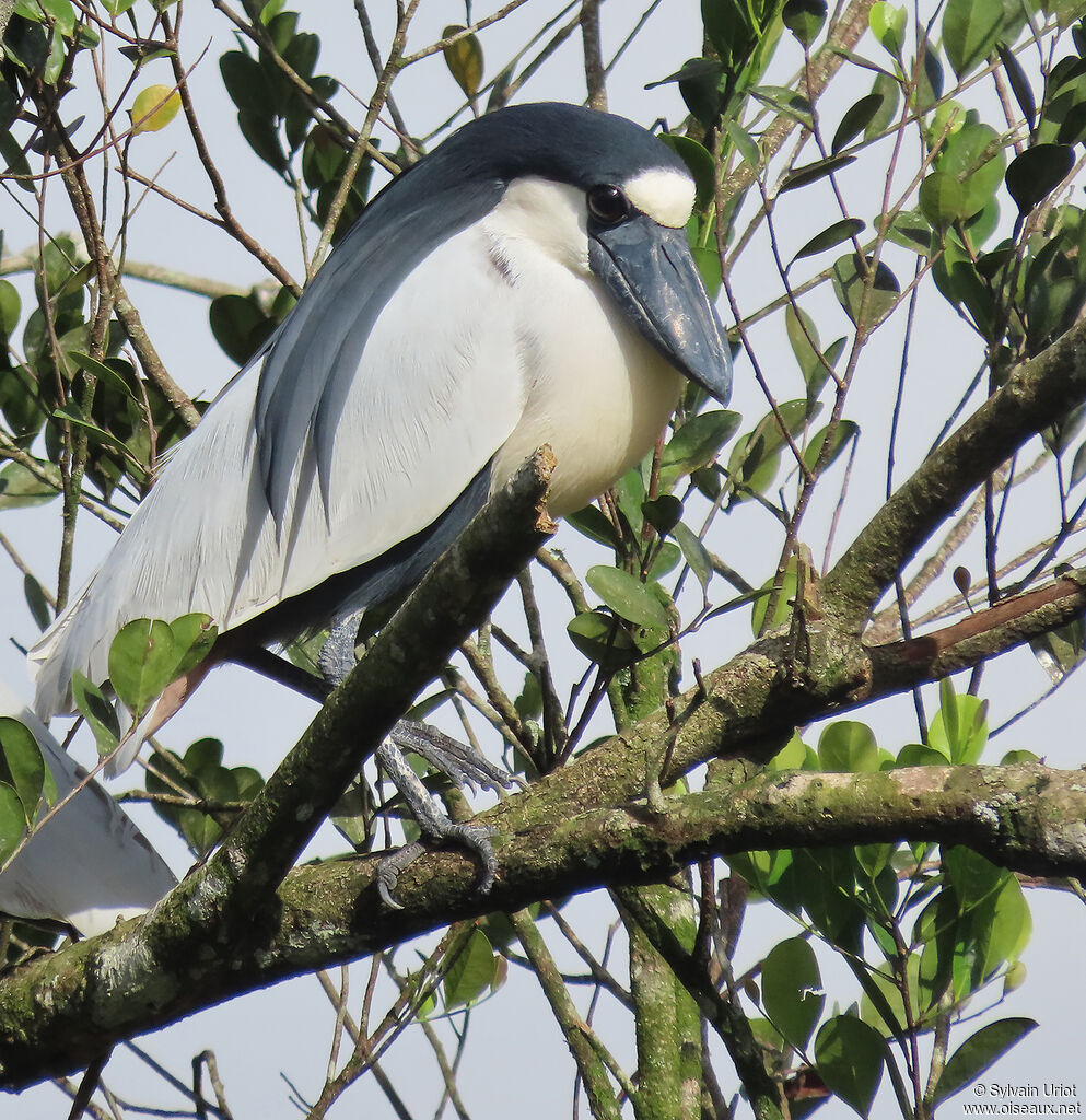 Boat-billed Heronadult