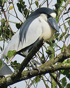 Boat-billed Heron