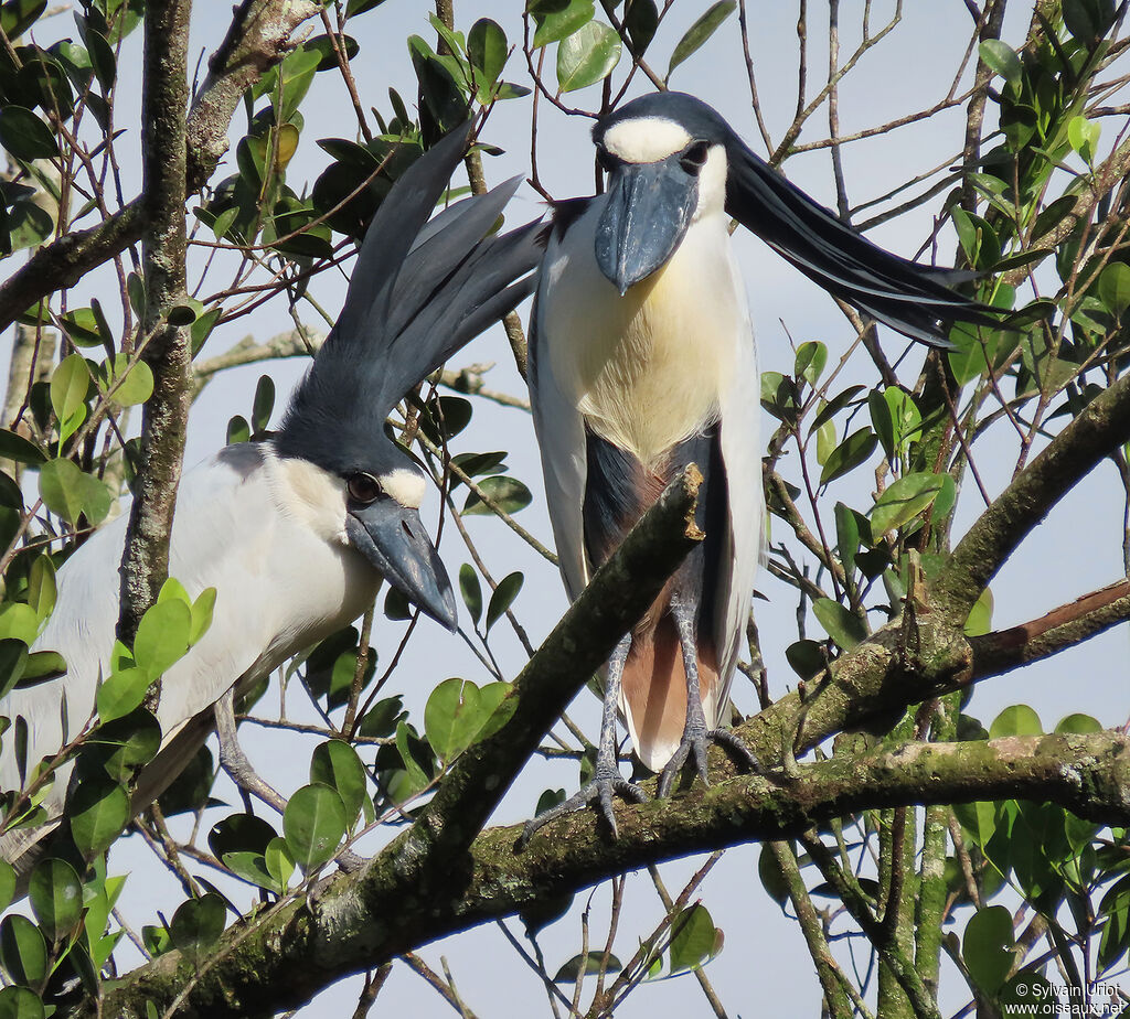 Boat-billed Heronadult