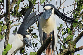 Boat-billed Heron