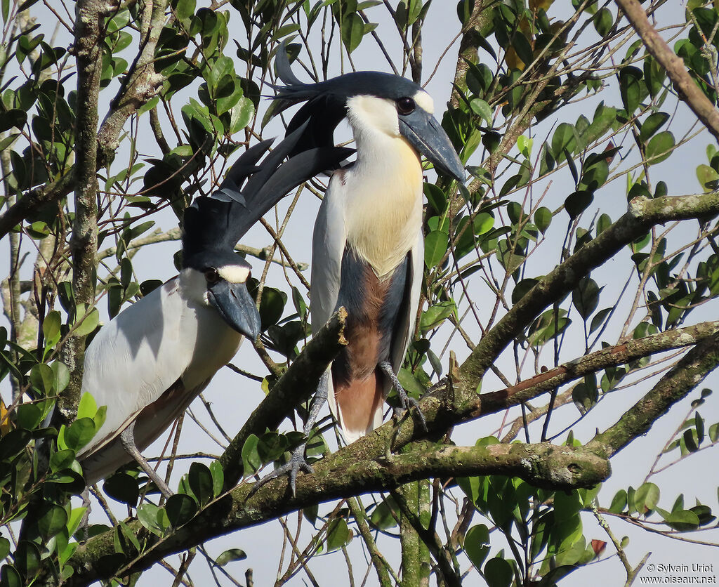 Boat-billed Heronadult