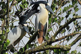 Boat-billed Heron