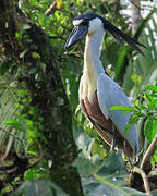 Boat-billed Heron