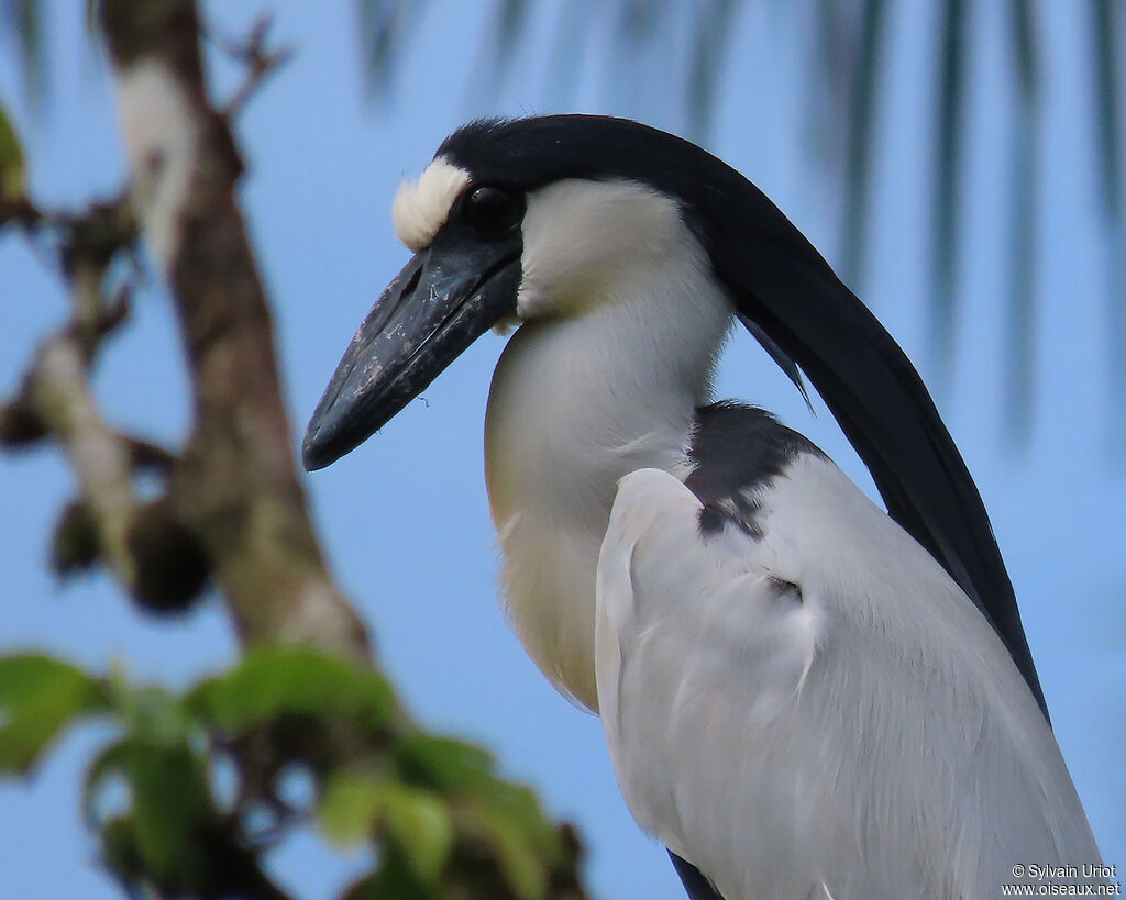 Boat-billed Heronadult