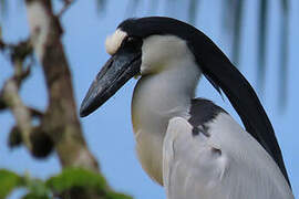 Boat-billed Heron