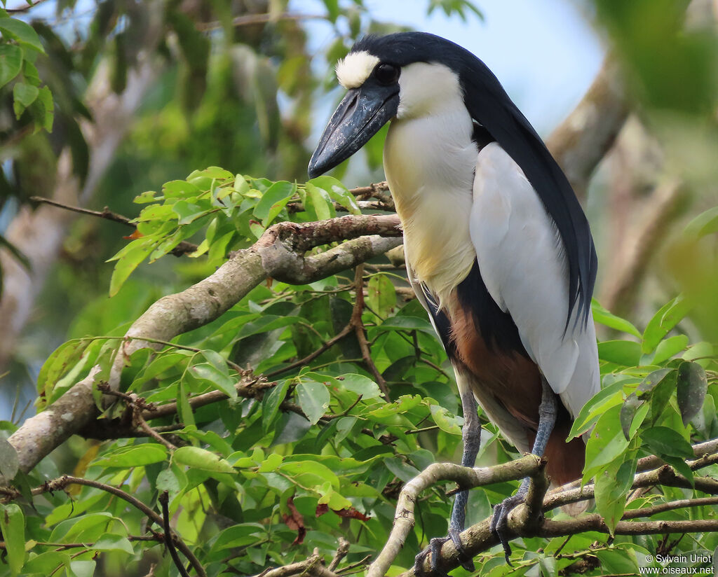 Boat-billed Heronadult