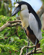 Boat-billed Heron