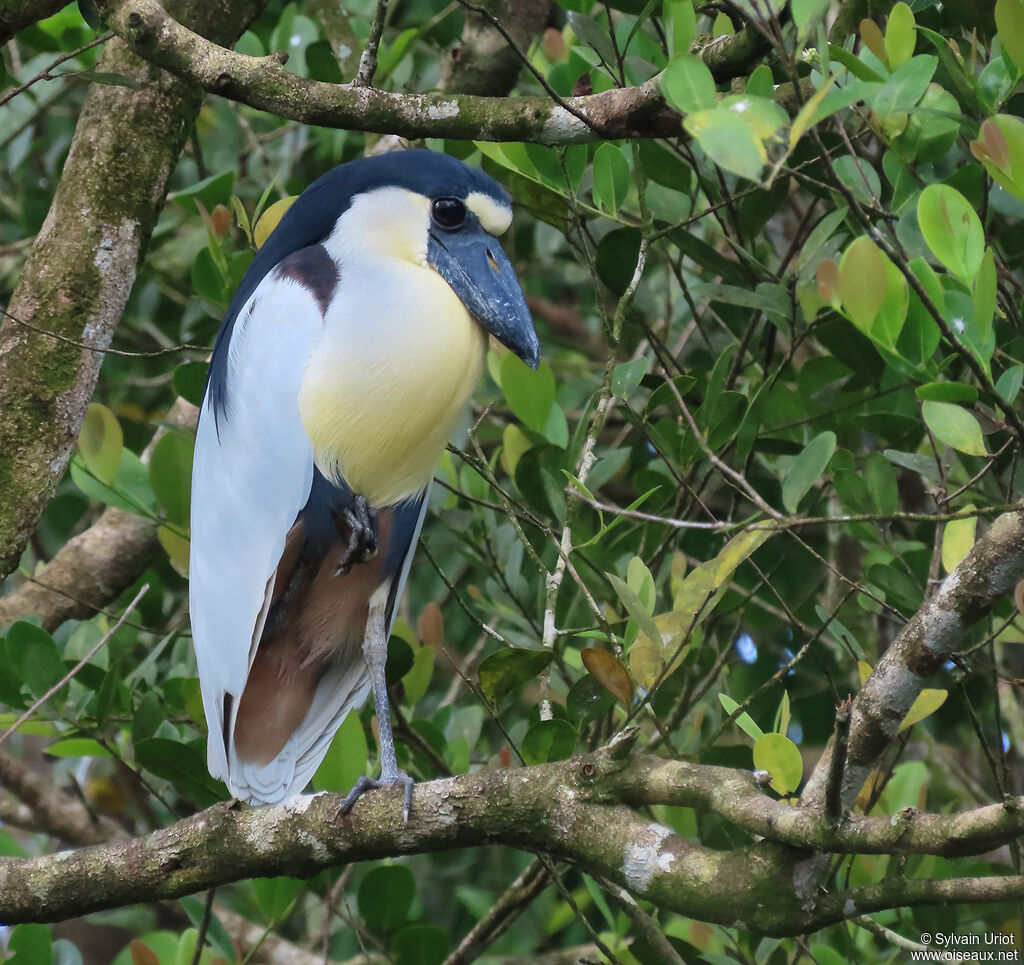 Boat-billed Heronadult