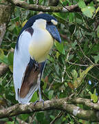 Boat-billed Heron